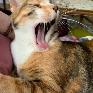 Meet your Posher, Allison